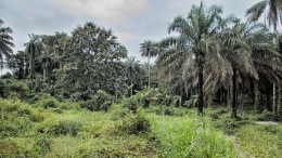 Sierra Leone - unberührtes Land