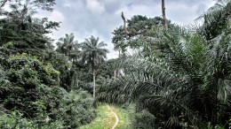 Sierra Leone, Wild Life